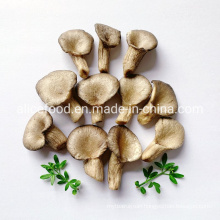 Bulk Packing Snacks All Age People Vf Oyster Mushroom